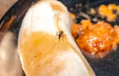 West Nile : 23 cas en Île-de-France, record national en vue