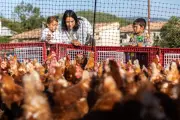 620 poules adoptées en une matinée à Rougiers dans le Var