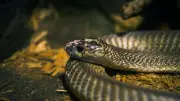 92 reptiles dans une valise à Cologne : un voyageur mexicain interpellé