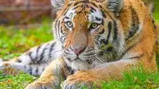 Angleterre : un homme meurt attaqué par un tigre au Yorkshire Wildlife Park