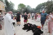 Bénédiction des animaux à Hyères : 800 ans après saint François, la tradition perdure