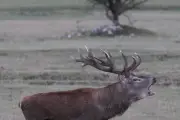 Brame du cerf : nuit d'écoute dans la haute vallée du Var
