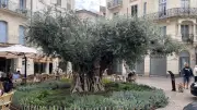 Béziers : 46 oliviers millénaires pour transformer la place Jean-Jaurès