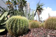 Cactus de Monaco : passe d'armes entre le blog et Patrice Pastor
