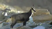 Chamois fou dans le Doubs : le préfet mobilise les louvetiers
