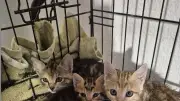 Chats errants à Agde : campagne de stérilisation du 2 au 16 novembre