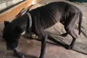 Chiots et chats affamés à Coaraze : trois associations portent plainte