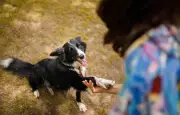 Concours canin à Ley : plainte pour cruauté animale