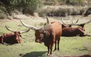 Des chameaux et bisons s'échappent d'un cirque à Villeneuve-d'Ascq