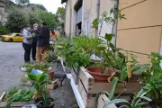 Des plants offerts aux sinistrés du feu du Gros Bessillon