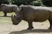 Deux rhinocéros de Sumatra enceintes, espoir pour l'espèce