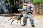 Exercices interservices des brigades cynophiles au Luc-en-Provence