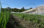 Figeac : une ferme bio d'insertion nourrit cantines et familles