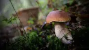 Finistère : un cèpe géant de plus de 1,5 kg découvert à Saint-Thurien