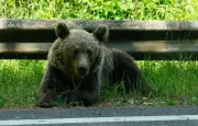Hautes-Pyrénées : 36 ours identifiés par analyses génétiques