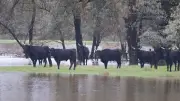 Inondations en Camargue : les courses camarguaises annulées ce week-end