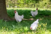 Le goût revient en force dans les assiettes des Français