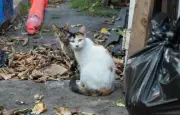Liancourt : campagne de stérilisation des chats errants