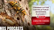 Longicorne tigre : comment protéger les mûriers platanes ?