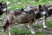 Loups : le quota d'abattage relevé à 23 % en 2026