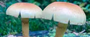 Lozère : sorties champignons, bal musette et animations contre le cancer