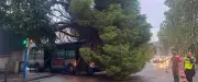 Montpellier : un pin centenaire s'effondre sur un bus en circulation