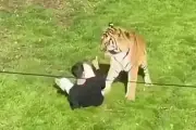Mort d'un homme dans l'enclos d'un tigre au Yorkshire : les témoins racontent
