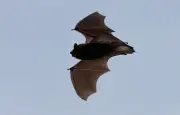 Moustique-tigre : Suresnes mise sur les chauves-souris