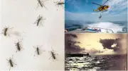 Moustiques, bilan estival meurtrier et enchères Gustave Le Gray