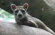 Naissance de triplés fossas au zoo britannique de Lakeland