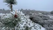 Neige sur le Mont Lozère : premiers flocons observés fin octobre
