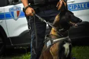 Nice : la brigade cynophile va passer de 3 à 14 chiens