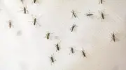 Nîmes : des centaines de moustiques piquent les habitants en octobre