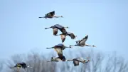 Oiseaux migrateurs en Occitanie : où les observer ?