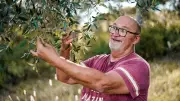 Olives en avance : Promolive rassure et prépare la récolte