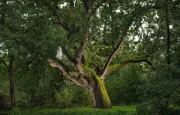 Opération geai des chênes : ramassez des glands pour régénérer les forêts