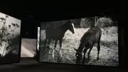 Patti Smith et Soundwalk Collective s'installent à la fondation Luma Arles