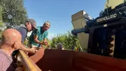 Première en France : récolte mécanisée de grenades avec une vendangeuse
