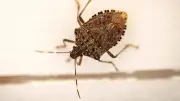 Punaises diaboliques : l'invasion automnale en Occitanie