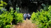 Rallye des 3 crus : une découverte du vignoble gardois le 17 octobre