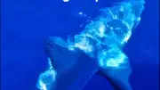 Rarissime requin renard observé au large de Sète par un pêcheur