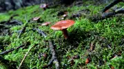 Salon champignons et plantes d'automne à Montpellier ce week-end
