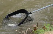 Sécheresse : 100 kg de poissons sauvés dans le Doubs