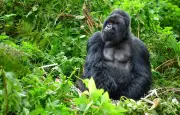 Thoiry : un nouveau gorille mâle rejoint le parc zoologique