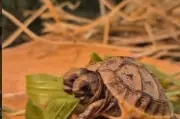 Une tortue bicéphale exceptionnelle accueillie au Village des tortues de Carnoules