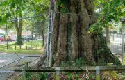 Val-d'Oise : 18 platanes menacés d'abattage à Soisy-sous-Montmorency