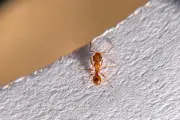 Var : lutte renforcée contre les espèces exotiques envahissantes