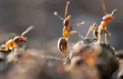 Var : éradication des fourmis électriques et lutte contre les frelons