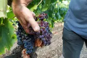 Var : vendanges 2026 inédites, un bilan contrasté