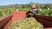 Vendanges 2026 : volumes en hausse et cru prometteur en Occitanie